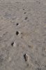 formby footprints.jpg