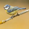 Blue_tit_1220-min.jpg