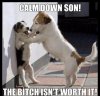 funny-dogs-calm-down-son-4681.jpg