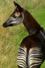 okapi-striped-hind-quarters-328x490.jpg