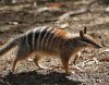 numbat2.jpg