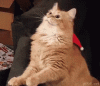 christmas kitty7.gif