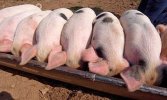 pigs at trough.JPG