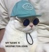 eltons cat.jpg