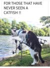 cat fishing.jpeg