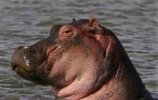 side eye hippo.jpg