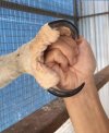 eagle talon.jpeg
