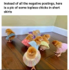 chicks2.png