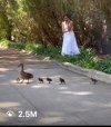 Meghan Ducks.jpg