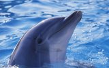 cute-dolphin-pictures-wgyh4vaeyl249vby.jpg cute-dolphin-pictures-wgyh4vaeyl249vby.jpg