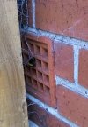 Bees.jpg