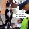cat.jpg