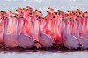 puna-flamingo-58a6cb7d5f9b58a3c9fc5fc8.jpg