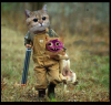 cats1 (1).png
