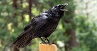 crow-small.jpg