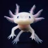 oxylotl.jpg