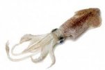 damp squid 2.jpg