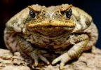 slimey toad.jpg