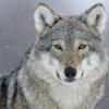 wolf.jpg wolf.jpg
