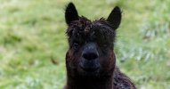 black-alpaca-geronimo-small.jpg
