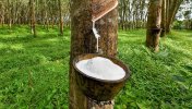 mayonnaise-tree.jpg mayonnaise-tree.jpg