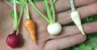 microgreens.jpg microgreens.jpg
