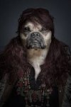 dogs in uniform2.jpg
