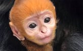 monkey4.jpg