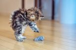aaaaaaakitten.jpg