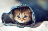 kitten2.jpg