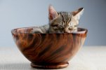 kitten4.jpg