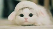 kitten5.jpg