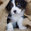 puppy1.jpg