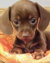 puppy3.jpg