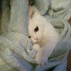 kitten6.jpg