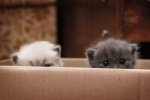kitten7.jpg