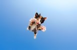 kitten9.jpeg