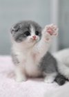 kitten10.jpg