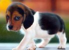 puppy7.jpg