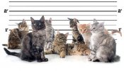 cats-catnip-arrests-small.jpg
