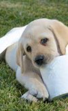 andrex puppy.jpg