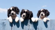 puppy9.jpg