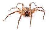 House-spiders-taking-the-piss.jpg