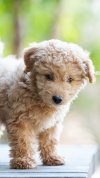 puppy10.jpg