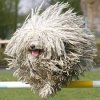 puppy4.jpg