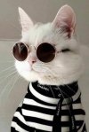 cat lagerfeld.jpg