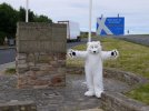 polar bears scotland.jpg