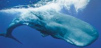 Sperm-Whales-631.jpg Sperm-Whales-631.jpg