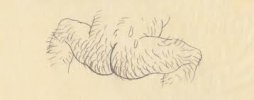 hairy arse2.jpg hairy arse2.jpg