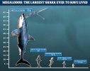 meg size.jpg